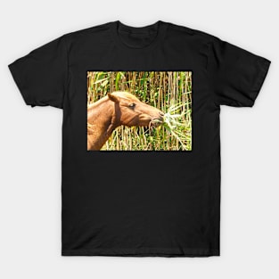 Assateague Pony Enjoying a Marsh Grass Lunch T-Shirt